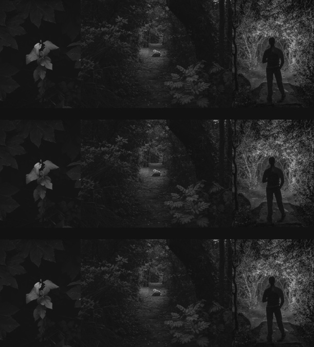 fotografias en blanco y negro de silueta humana y vegetación