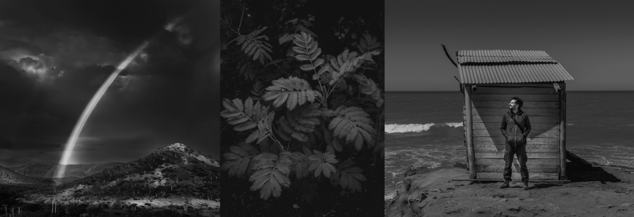 Fotos en blanco y negro de arco iris, planta y hombre en playa